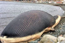 Lo ngại xác cá voi khủng 60 tấn phát nổ ở Canada