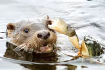 Cua ghê gớm móc mắt rái cá