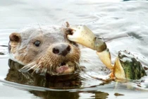 Cua ghê gớm móc mắt rái cá