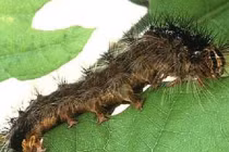 Những loài xâm lấn nguy hiểm nhất thế giới 