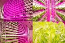 Thán phục công nghệ trồng rau siêu nhanh, tiết kiệm