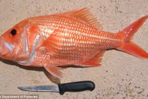 “Cụ” cá hồi đỏ U90 lập kỷ lục già nhất thế giới