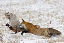 Tận mục cáo đỏ săn gà lôi