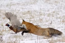 Tận mục cáo đỏ săn gà lôi