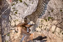 Cú bổ nhào giết mồi lạnh gáy của báo đốm