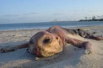 Điểm danh những sinh vật đáng sợ nhất từng phát hiện