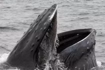 10 khám phá gây sốc về cá voi