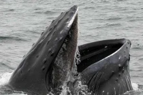 10 khám phá gây sốc về cá voi