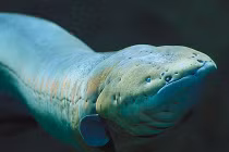 Top thủy quái có quyền năng đáng kinh ngạc