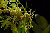 Top 15 bậc thầy ngụy trang động vật 