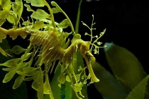 Top 15 bậc thầy ngụy trang động vật 