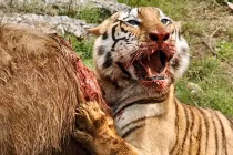 Quái chiêu săn mồi đẫm máu của chúa sơn lâm (3)