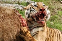 Quái chiêu săn mồi đẫm máu của chúa sơn lâm (3)