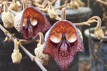 Kỳ thú những loài hoa có hình dạng ma quái