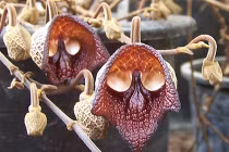 Kỳ thú những loài hoa có hình dạng ma quái