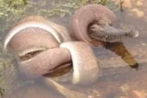 Hãi hùng rắn nuốt chửng cá sấu