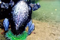 Kinh hoàng cảnh hải quỳ ăn thịt chim biển