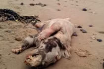 Điểm mặt những sinh vật bí ẩn cực đáng sợ