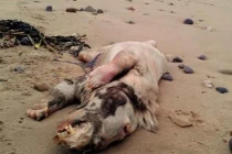 Điểm mặt những sinh vật bí ẩn cực đáng sợ