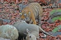 Quái chiêu săn mồi đẫm máu của chúa sơn lâm (7)