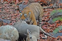Quái chiêu săn mồi đẫm máu của chúa sơn lâm (7)