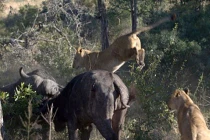 Trâu dũng mãnh đánh bại sư tử với sừng sắc nhọn