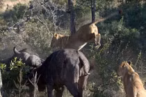 Trâu dũng mãnh đánh bại sư tử với sừng sắc nhọn