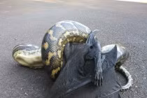 Kinh hoàng xem rắn hỗn chiến (17)