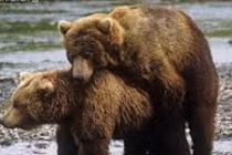 Chiến thuật lăng nhăng để bảo vệ con của gấu Bắc Âu