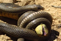 Kinh hoàng xem rắn hỗn chiến (22)