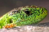 Top sinh vật kỳ dị vừa thoát họa tuyệt chủng