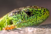 Top sinh vật kỳ dị vừa thoát họa tuyệt chủng