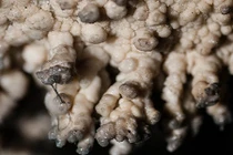 Ảnh gây sốc: vi khuẩn kết thành nhũ đá đầy hang động