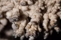 Ảnh gây sốc: vi khuẩn kết thành nhũ đá đầy hang động