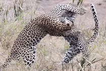 Báo con bị hạ gục trong trận chiến với báo mẹ