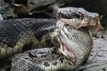 Kinh hoàng xem rắn hỗn chiến (7)