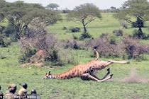 Bắn hươu cao cổ, giải cứu khỏi dây bẫy kẻ săn trộm