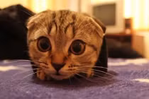 Xem mèo “tự sướng” với tay áo siêu ngố 