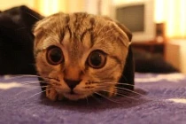 Xem mèo “tự sướng” với tay áo siêu ngố 