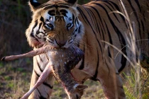 Quái chiêu săn mồi đẫm máu của chúa sơn lâm (6)