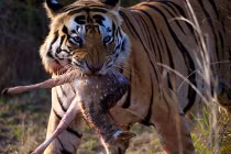 Quái chiêu săn mồi đẫm máu của chúa sơn lâm (6)