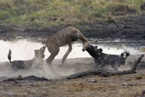 Những màn săn mồi khủng khiếp của động vật hoang dã