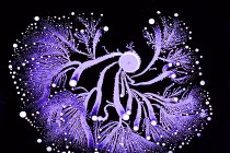 Mê mẩn với hình ảnh đầy nghệ thuật của vi khuẩn 