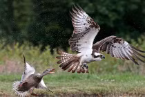 Ảnh động vật tuần: Vịt trời đấu lại chim ưng