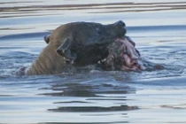 Linh cẩu xảo quyệt, giấu đồ ăn dưới hồ nước