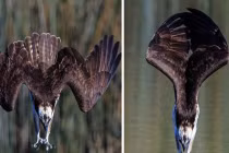 Xem máy bay chiến đấu động vật săn mồi