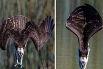 Xem máy bay chiến đấu động vật săn mồi