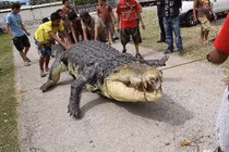 Tận mục robot cá sấu khủng nhiều người khiếp vía