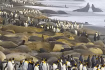 Cuộc xâm lăng kinh hoàng của chim cánh cụt và hải cẩu