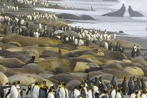 Cuộc xâm lăng kinh hoàng của chim cánh cụt và hải cẩu